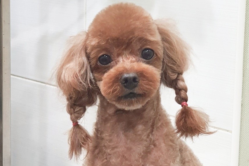 푸들