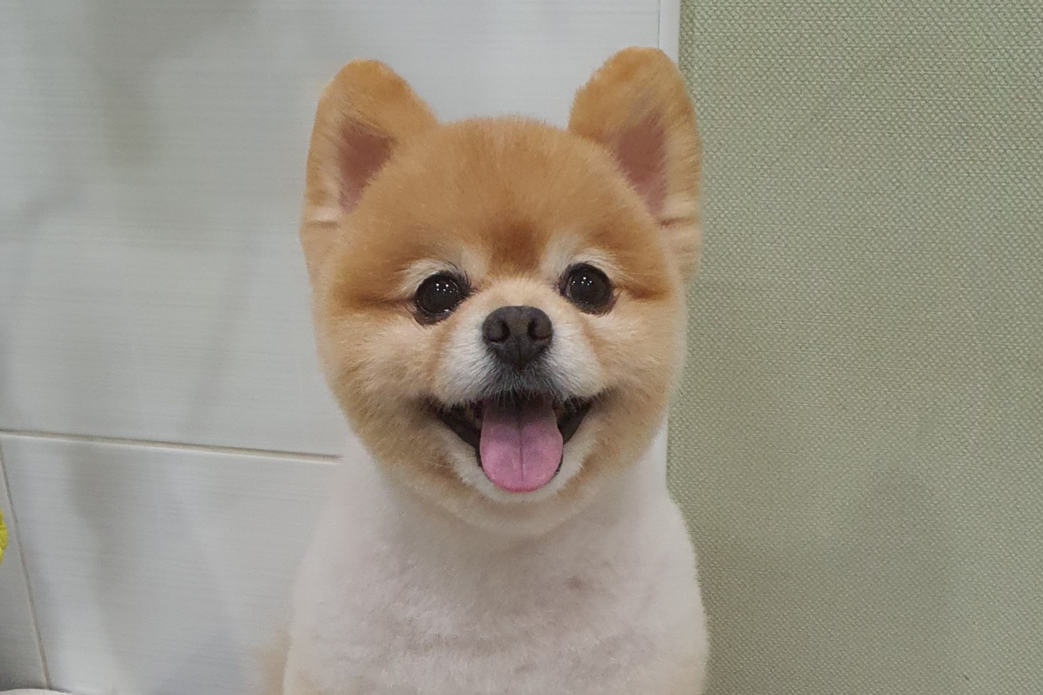 포메라니안