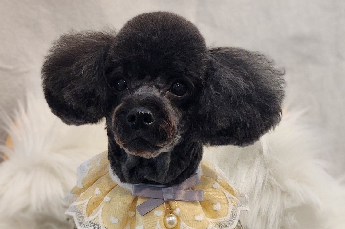 푸들