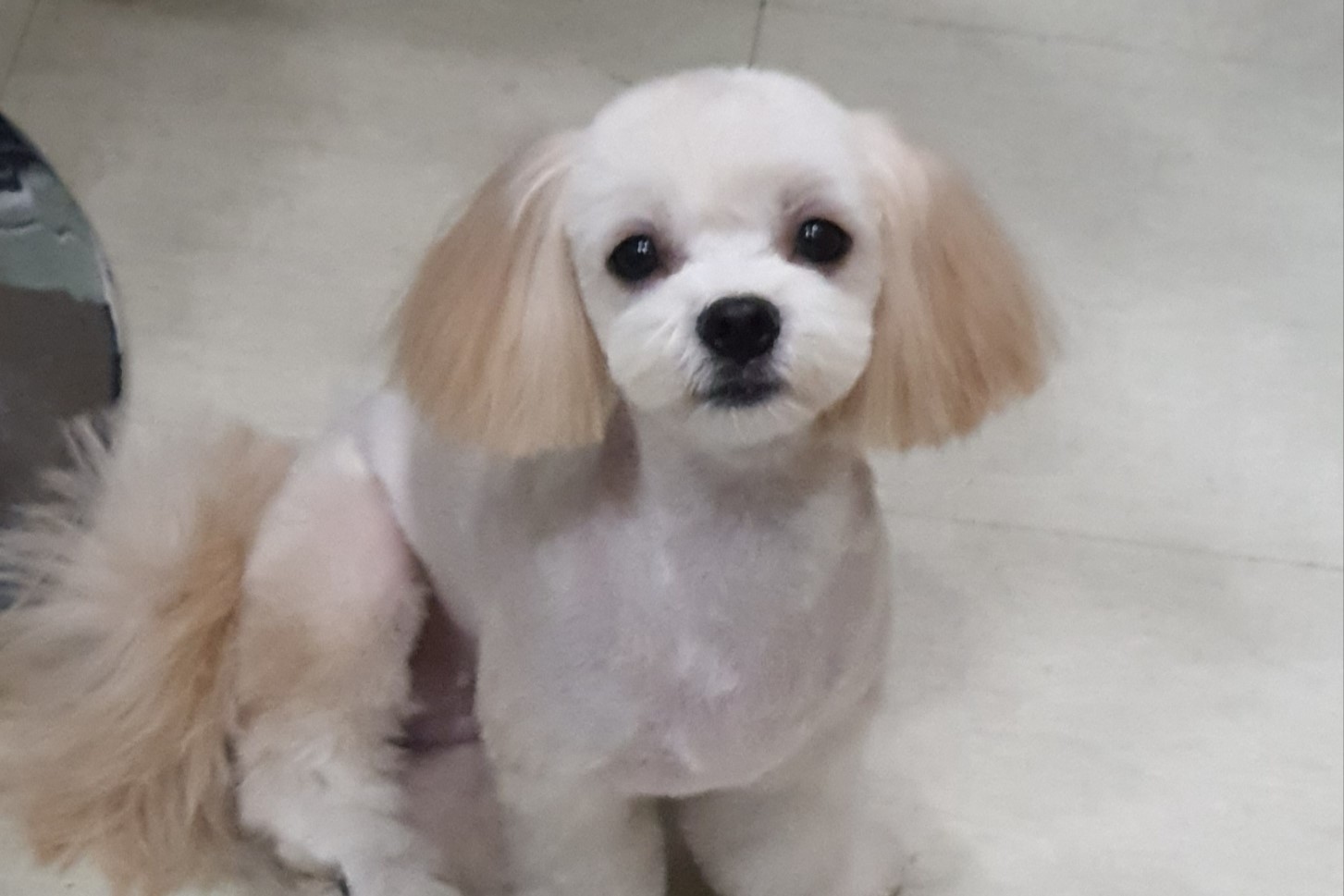 시츄