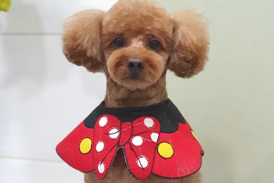 푸들