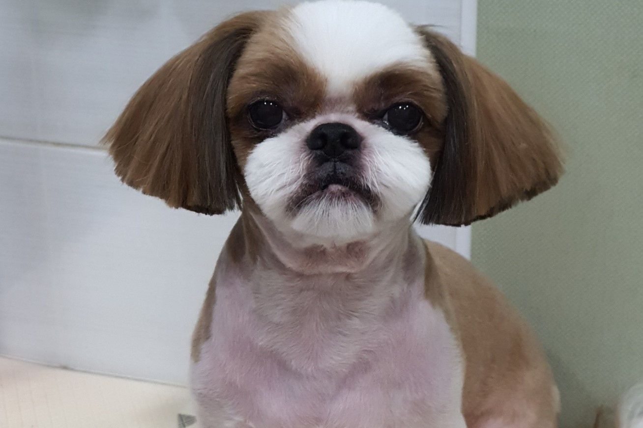시츄
